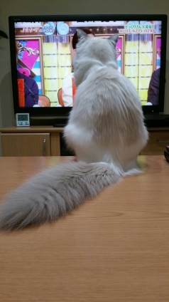 猫画像｜アリスはTVに夢中！？