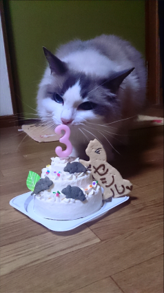 猫画像｜バースデーケーキ♡