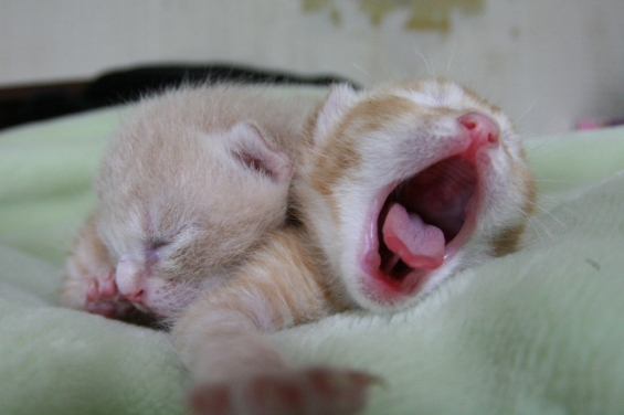 猫画像｜寝る子は育つ2