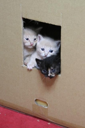 猫画像｜かわいい三兄弟