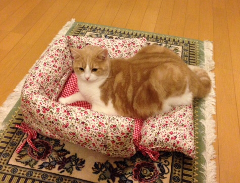 猫画像｜手作りベッド