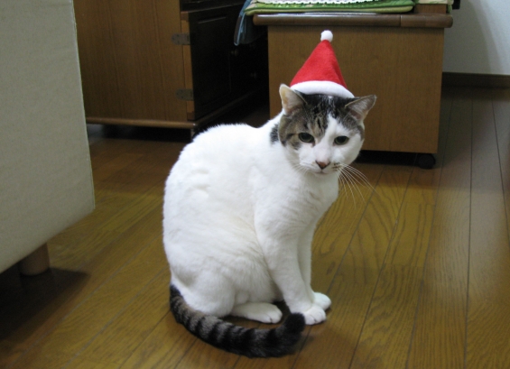猫画像｜メリークリスマス