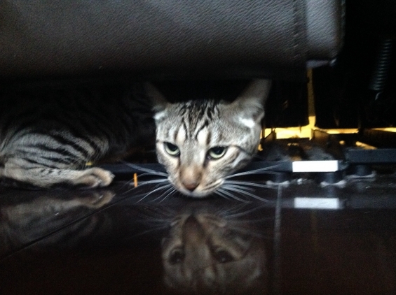猫画像｜リクライニングソファーの下