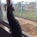 猫画像｜外眺めるベンジャム