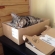 猫画像｜ベンジャムのお気に入りの箱。