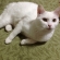 猫画像｜シロ子、左後ろ足治療中。