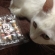 猫画像｜ニャンにゃんチョコとシロ子