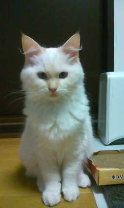猫画像｜若い白玉猫