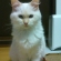 猫画像｜若い白玉猫
