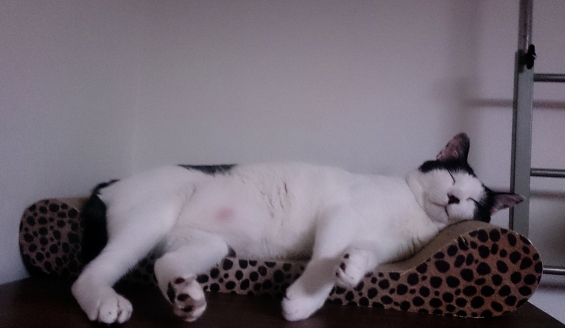 猫画像｜眠れる王子