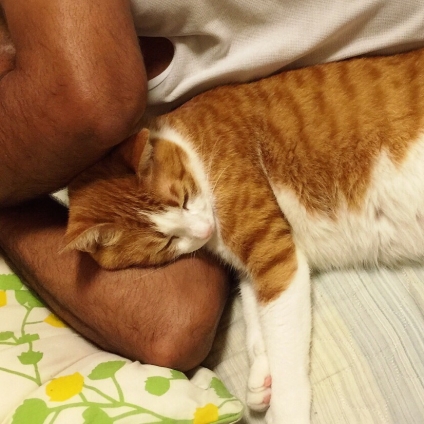 猫画像｜パパの腕枕ﾟ。*♡