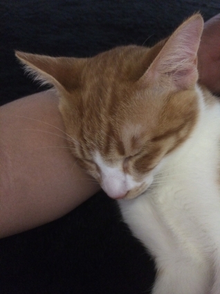 猫画像｜パッパの腕枕