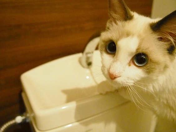 猫画像｜『ここから何で水でるの？』