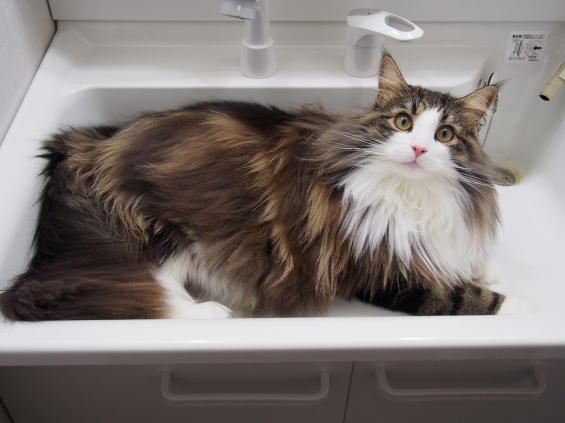 猫画像｜洗面器いっぱいの猫