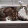 洗面器いっぱいの猫