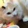 猫画像｜ご飯ウマウマ～