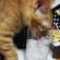 猫画像｜グラスの氷が気になるニャン