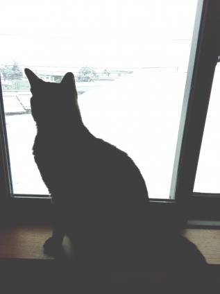 猫画像｜雪景色