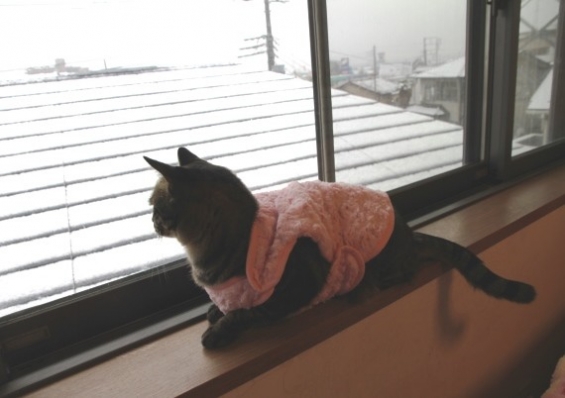 猫画像｜雪景色を見つめる