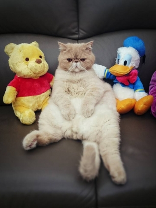 猫画像｜Buddy, cheer up!