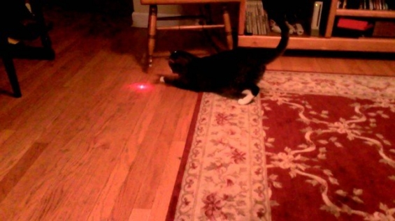 猫画像｜Pointeur laser chat