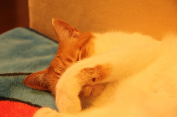 猫画像｜眠るメル♡メルでーす！