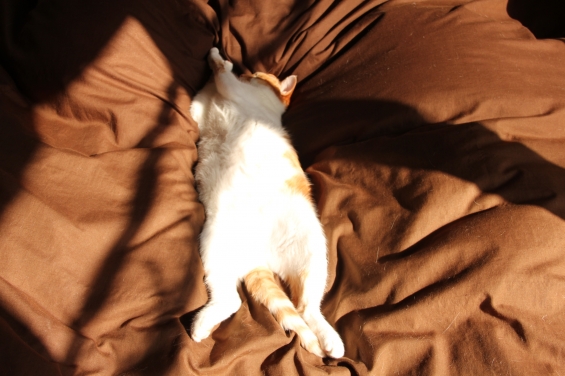 猫画像｜至福の昼寝メル１♡メルでーす！