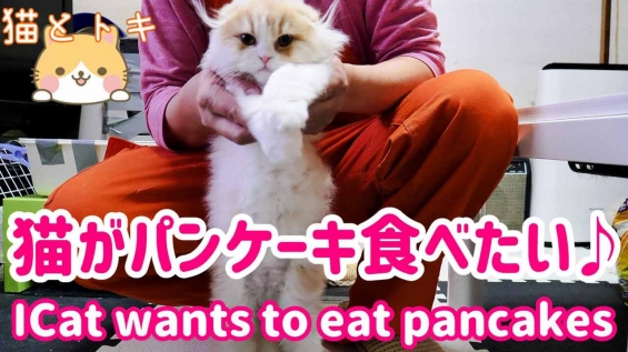 猫画像｜小猫達のパンケーキ食べたい！をやってみた