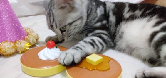 猫画像｜今日のモーニングはホットケーキ